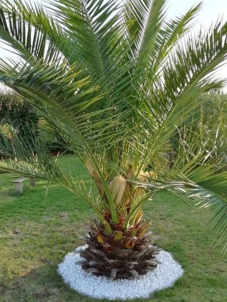 توريد بيع نخيل واشنطني مزارع اشجار حدائق في الرياض 